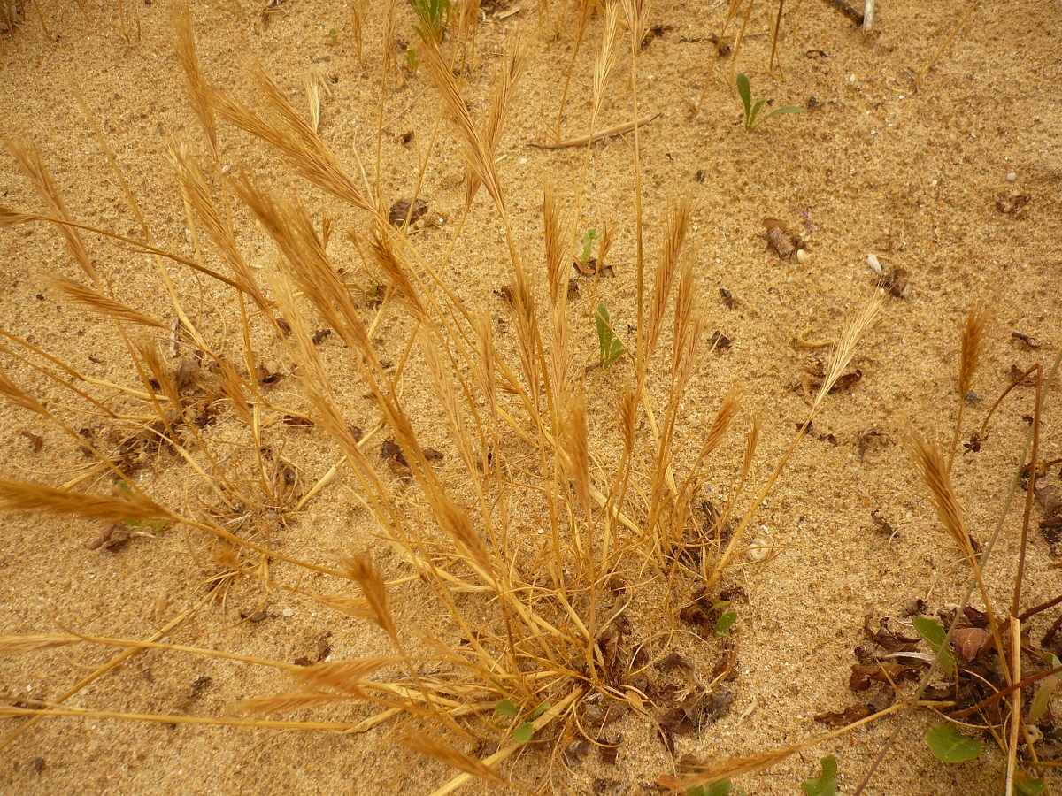 Vulpia fasciculata (Poaceae)